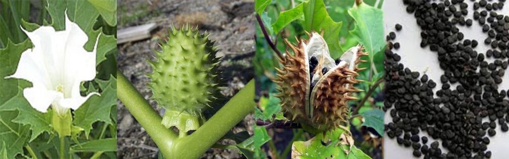 Datura sėklos varikozinėms venoms gydyti namuose
