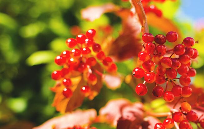 Viburnum uogos padeda išgydyti venų varikozę